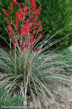 Red Yucca - 3 Gallon Pot