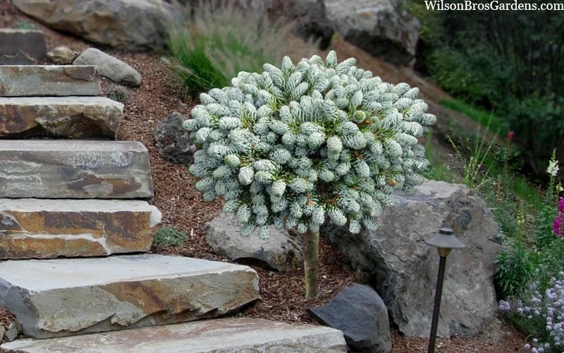 Ice Breaker Korean Fir (Single Trunk Topiary) - 2 Gallon Pot - Image 5