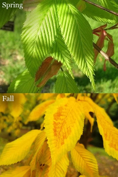 Hornbeam Maple (Acer Carpinifolium) - 3 Gallon Pot - Image 3
