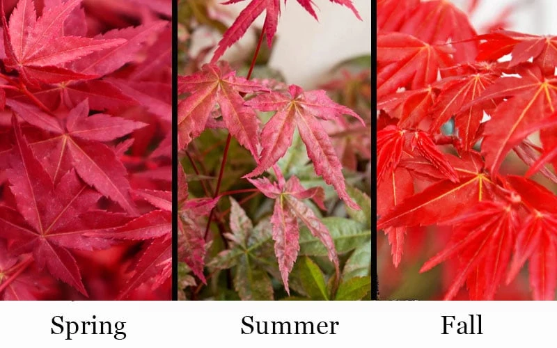 'Beni Maiko' Red Dancing Girl Japanese Maple - 5 Gallon Pot - Image 4