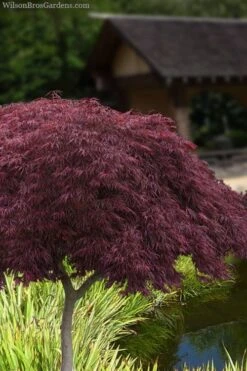Crimson Queen Dwarf Japanese Maple (High Graft Tree Form) - 2 Gallon Pot
