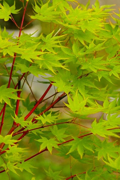Fjellheim Dwarf Coral Bark Japanese Maple - 3 Gallon Pot - Image 4