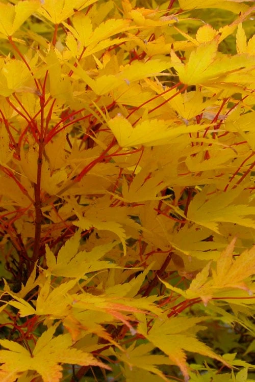 Fjellheim Dwarf Coral Bark Japanese Maple - 3 Gallon Pot - Image 5