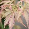 Hana Tsukasa Japanese Maple - 3 Gallon Pot (4-5')