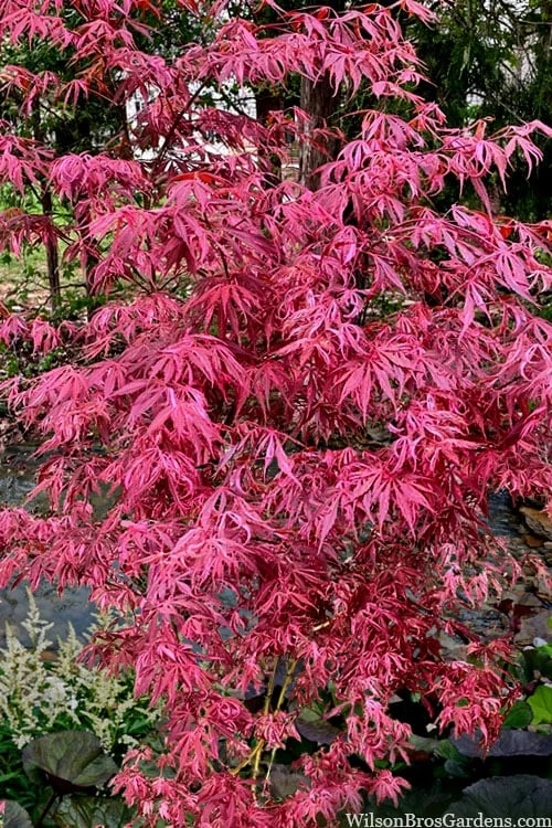 Lileeanne's Jewel Pink Leaf Japanese Maple - 3 Gallon Pot - Image 4