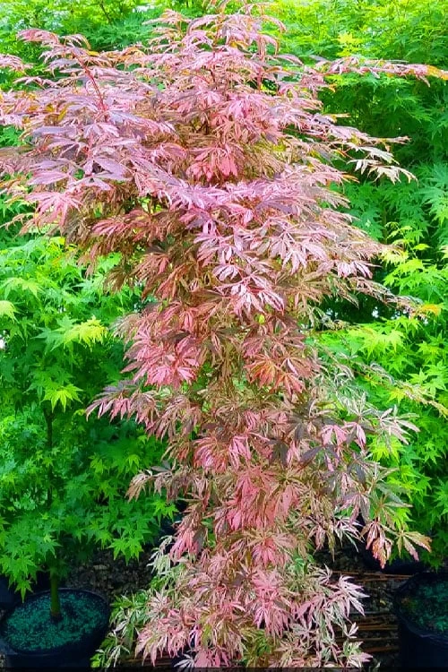 Lileeanne's Jewel Pink Leaf Japanese Maple - 3 Gallon Pot - Image 5