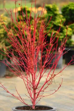 Little Sango' Dwarf Coral Bark Japanese Maple - 5 Gallon Pot