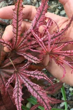 Crescent Moon Japanese Maple (Acer Palmatum 'Mikazuki') - 1 Gallon Pot