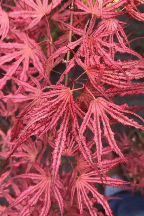 Crescent Moon Japanese Maple (Acer Palmatum 'Mikazuki') - 1 Gallon Pot - Image 8