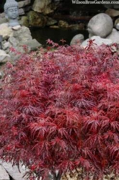 Scarlet Princess Dwarf Japanese Maple - 3 Gallon Pot