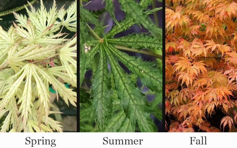 Sister Ghost Japanese Maple - 3 Gallon Pot (3-4') - Image 4