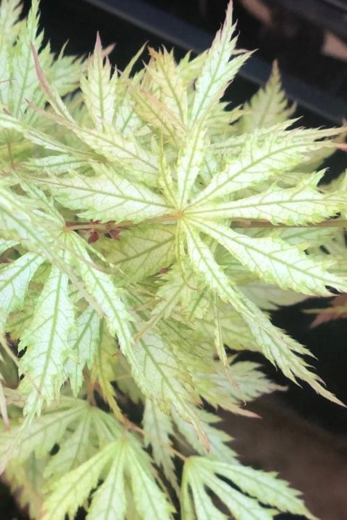 Sister Ghost Japanese Maple - 3 Gallon Pot (3-4') - Image 6