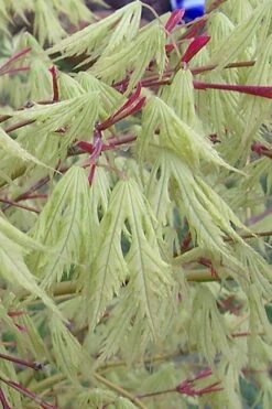 Sister Ghost Japanese Maple - 3 Gallon Pot (3-4')