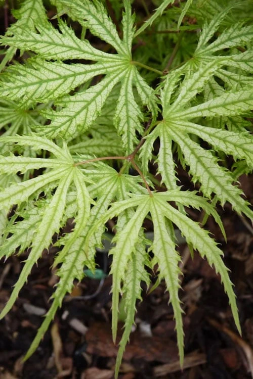 Sister Ghost Japanese Maple - 3 Gallon Pot (3-4') - Image 10