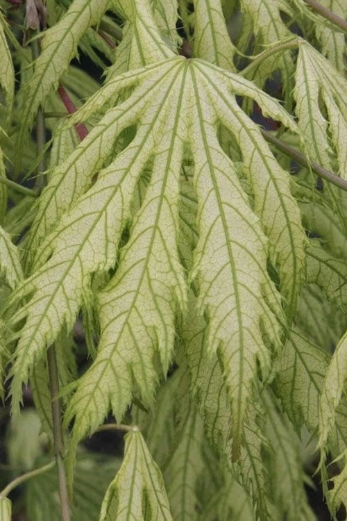 Sister Ghost Japanese Maple - 3 Gallon Pot (3-4') - Image 9