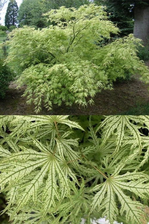 Sister Ghost Japanese Maple - 3 Gallon Pot (3-4') - Image 5