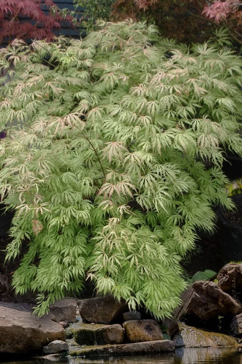 Sister Ghost Japanese Maple - 3 Gallon Pot (3-4') - Image 8