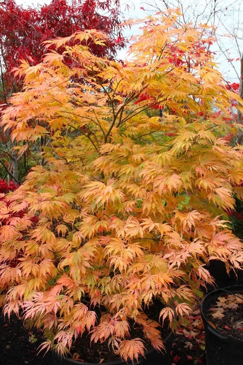 Sister Ghost Japanese Maple - 3 Gallon Pot (3-4') - Image 7