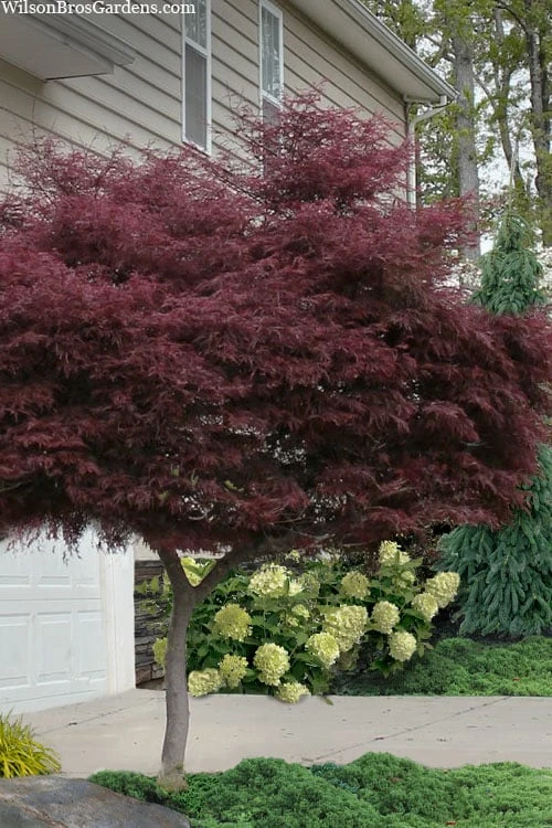 Tamukeyama Dwarf Red Japanese Maple - 1 Gallon Pot - High Grafted Tree Form - Image 8