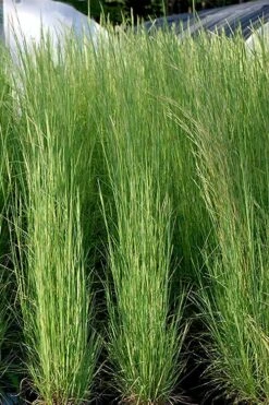 Broomsedge Bluestem Grass (Andropogon Virginicus) - 8 Pack Of 1 Gallon Pots