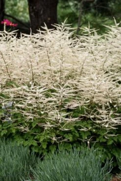 Chantilly Lace Goat's Beard (Aruncus) - 1 Gallon Pot