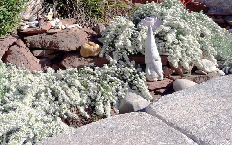 Snow Flurry Heath Aster - 1 Gallon Pot - Image 9
