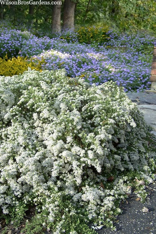 Snow Flurry Heath Aster - 1 Gallon Pot - Image 5