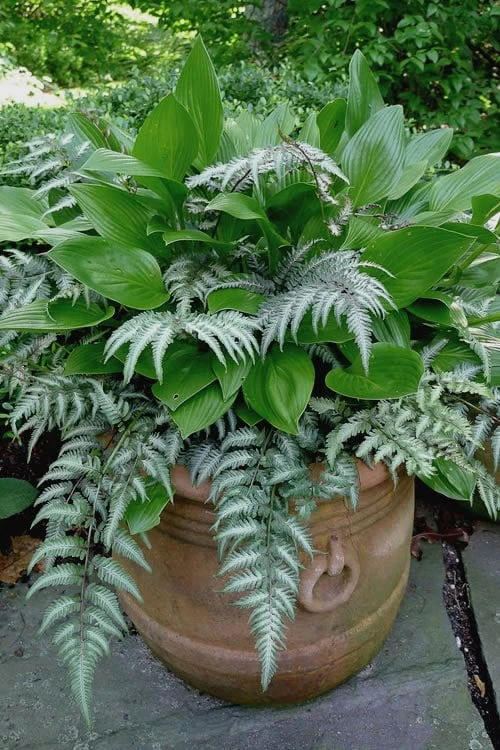 Japanese Painted Fern - 10 Count Flat Of Quart Pots - Image 4
