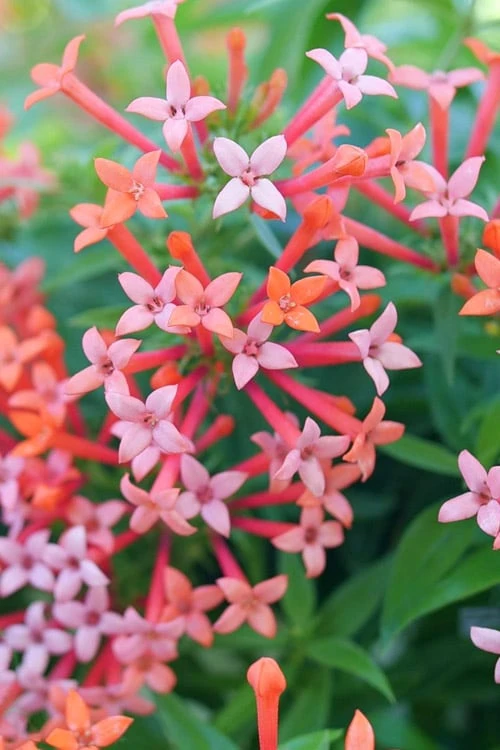Estrellita Little Star Firecracker Bush (Bouvardia) - 3 Pack Of Quart Pots - Image 4