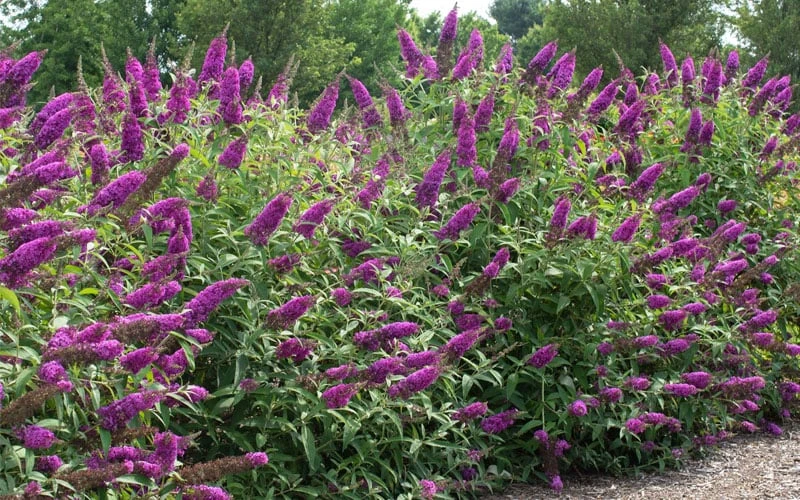 RoyalRazz Butterfly Bush (Buddleia) - 3 Gallon Pot - Image 4