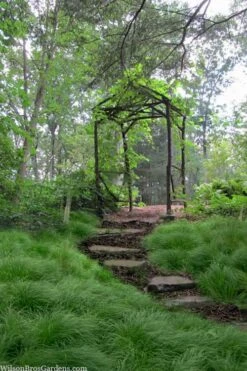 Pennsylvania Sedge (Carex Pennsylvanica) - 1 Gallon Pot