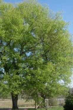 Sugarberry Tree (Celtis Laevigata) - 3 Gallon Pot