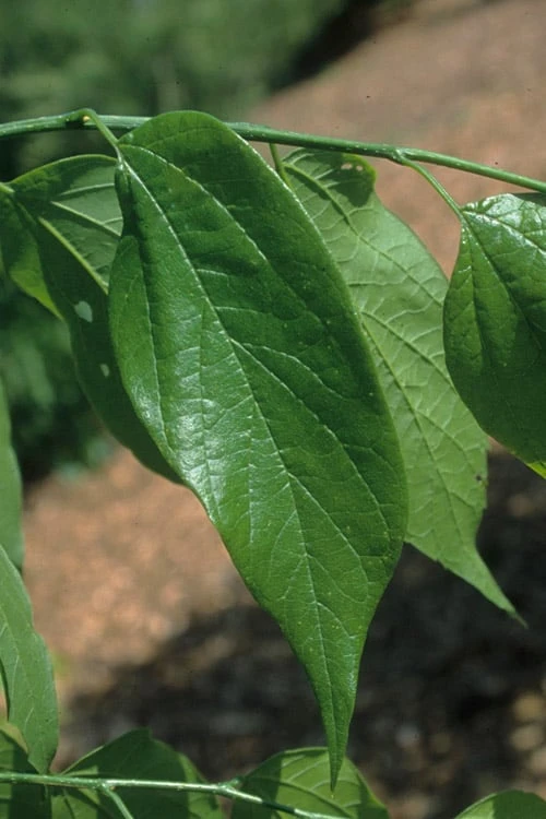 Sugarberry Tree (Celtis Laevigata) - 1 Gallon Pot - Image 6