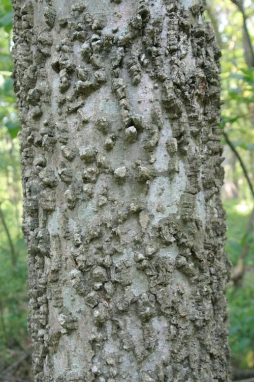 Sugarberry Tree (Celtis Laevigata) - 1 Gallon Pot - Image 7