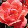 Coral Knock Out Rose - 3 Gallon Pot