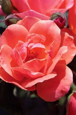 Coral Knock Out Rose - 3 Gallon Pot