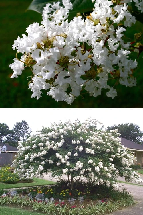 Acoma Weeping White Crape Myrtle - 3 Gallon Pot - Image 4