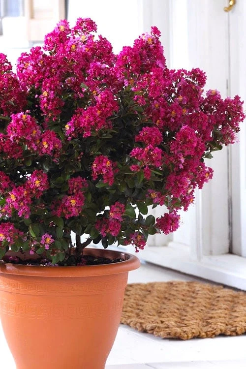 Berry Dazzle Dwarf Crape Myrtle - 1 Gallon Pot
