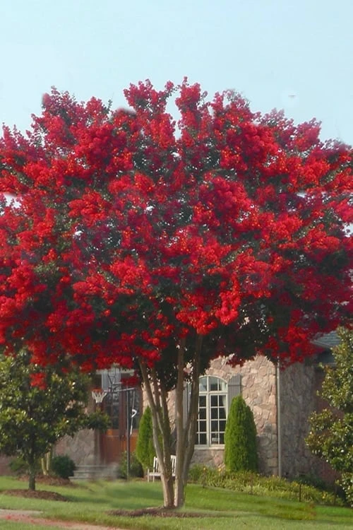 Dynamite Red Crape Myrtle - 7 Gallon Pot (3-4') - Image 5