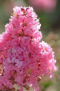 Sioux Pink Crape Myrtle - 1 Gallon Pot