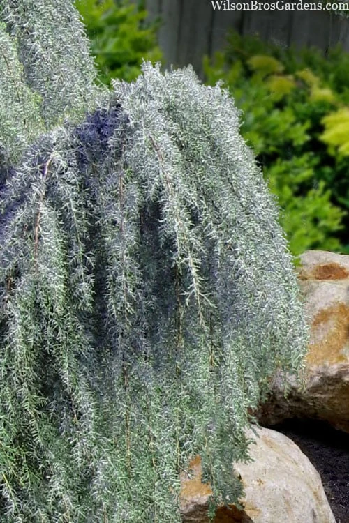 Raywood Weeping Arizona Cypress - 6 Gallon Pot - Image 4