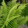 Male Fern (Dryopteris Felix-mas) - 1 Gallon Pot