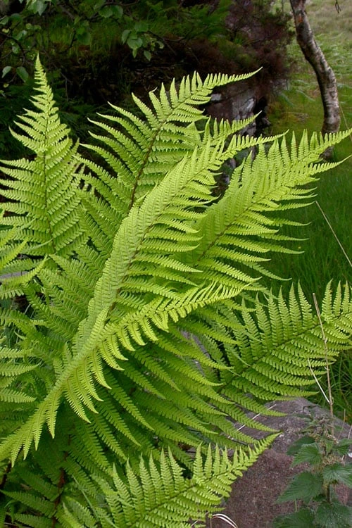 Male Fern (Dryopteris Felix-mas) - 1 Gallon Pot