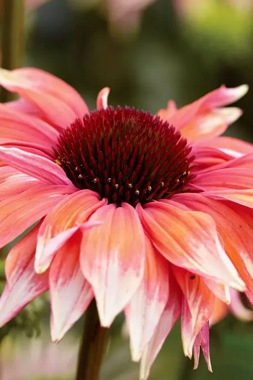 Playful Meadow Mama Coneflower (Echinacea) - 1 Gallon Pot - Image 4