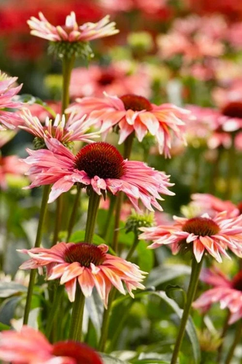 Playful Meadow Mama Coneflower (Echinacea) - 1 Gallon Pot - Image 5