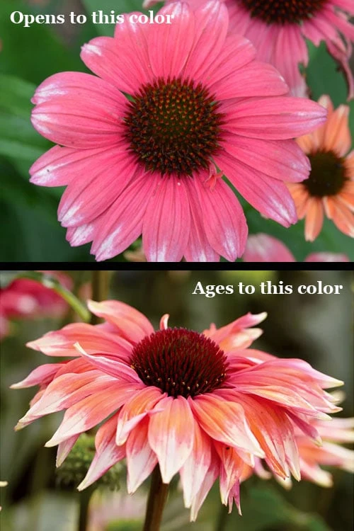 Playful Meadow Mama Coneflower (Echinacea) - 1 Gallon Pot - Image 6