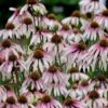 Pretty Parasols Coneflower (Echinacea) - 1 Gallon Pot