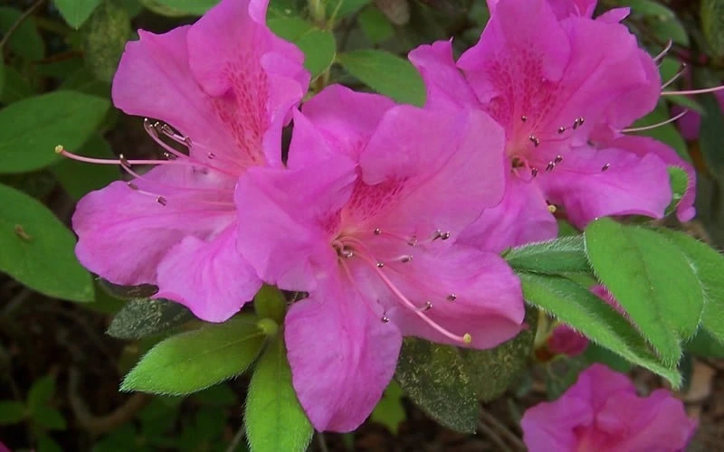 Autumn Amethyst Encore Azalea - 6 Pack Of 1 Gallon Pots - Image 5