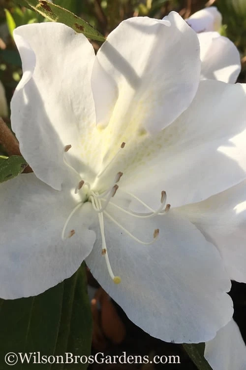 Autumn Lily Encore Azalea - 6 Pack Of 1 Gallon Pots