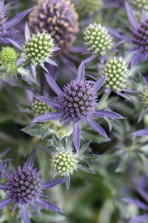 Blue Hobbit Sea Holly (Eryngium Planum) - 5 Pack Of Quart Pots - Image 5